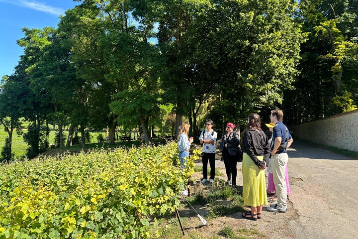 Reims or Epernay: Full day Veuve Clicquot family grower & lunch
