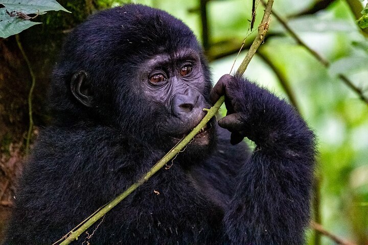 1 Day Uganda Gorilla Trekking at Mgahinga National Park