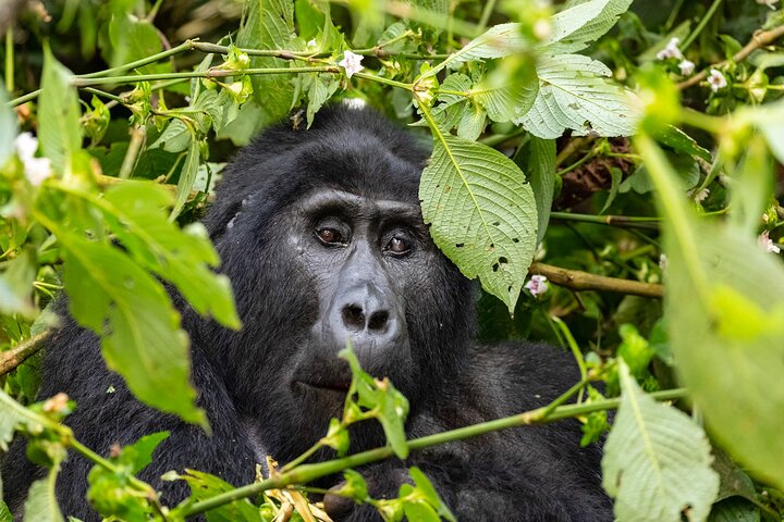 1 Day Uganda Gorilla Trekking at Mgahinga National Park