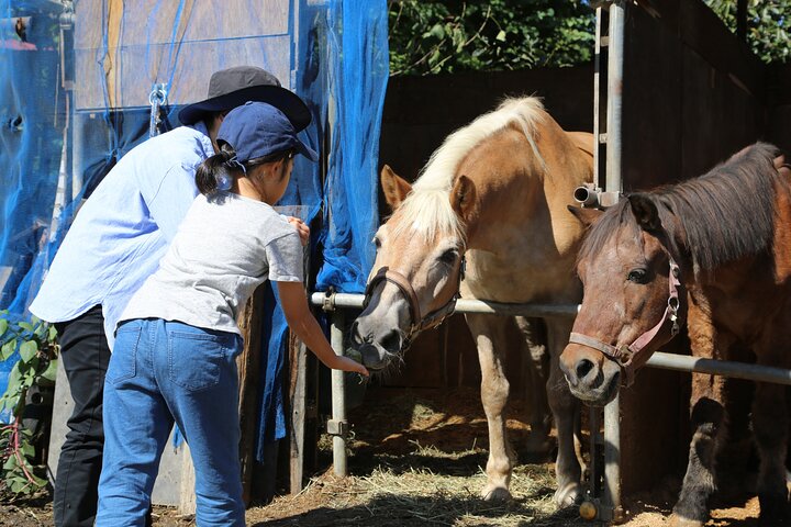 Private Horse Interaction Experience near Mt. Fuji