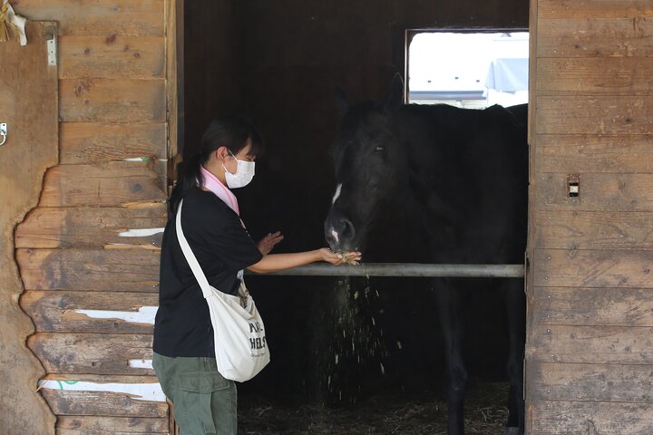 Private Horse Interaction Experience near Mt. Fuji
