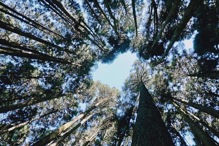 Alishan National Forest Day Tour from Taichung with Hotel Pickup