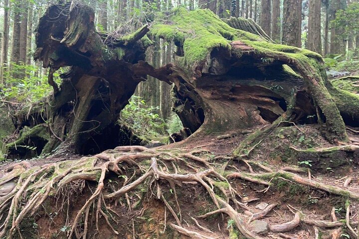 Alishan National Forest Day Tour from Taichung with Hotel Pickup