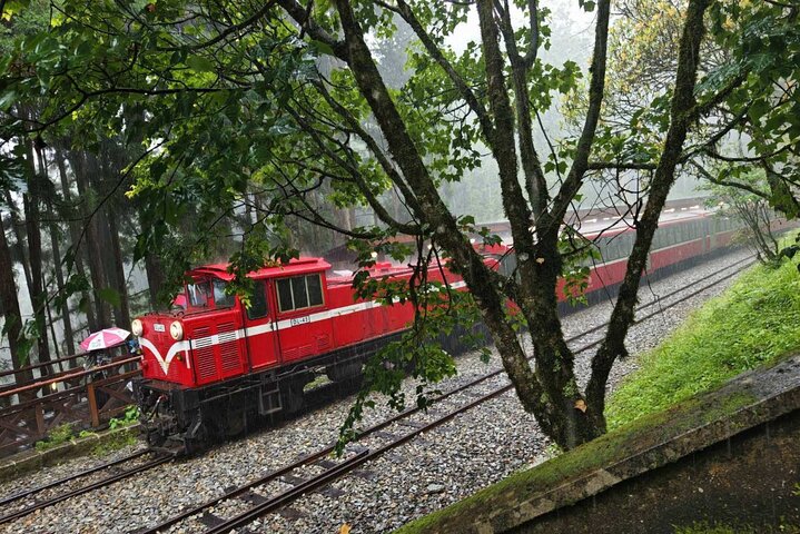 Alishan National Forest Day Tour from Taichung with Hotel Pickup