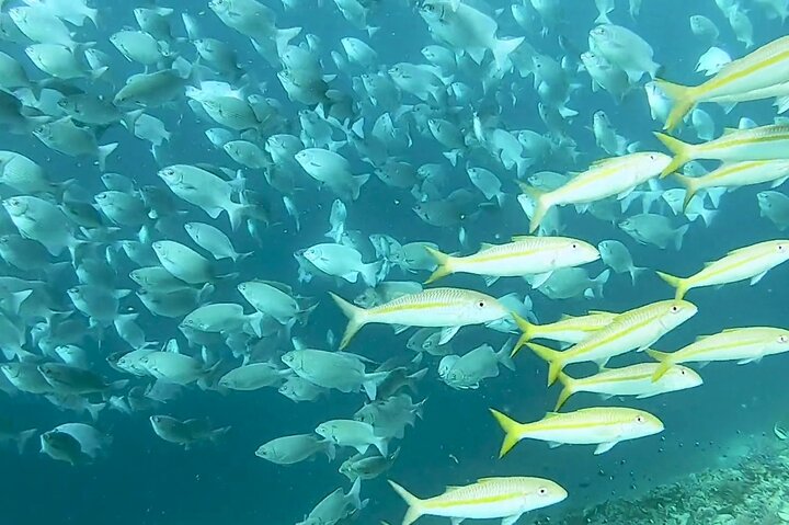 Mnemba Island snorkeling and Swimming with Dolphin