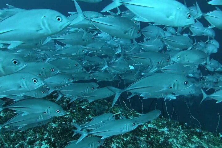 Mnemba Island snorkeling and Swimming with Dolphin
