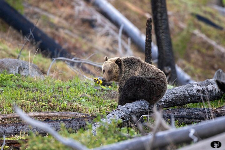 Yellowstone Hot Spots Lower Loop Tour From Cody Wy!