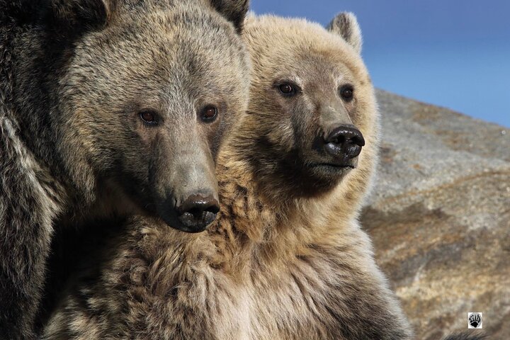 250th Celebration Yellowstone Open Air tour W/lunch and Souvenir