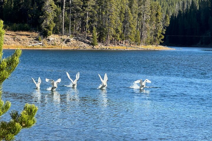 Yellowstone Hot Spots Lower Loop Tour From Cody Wy!