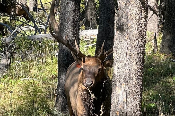 Yellowstone Hot Spots Lower Loop Tour From Cody Wy!