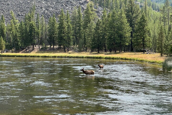 Yellowstone Hot Spots Lower Loop Tour From Cody Wy!