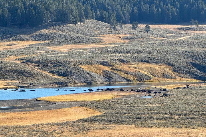 250th Celebration Yellowstone Open Air tour W/lunch and Souvenir