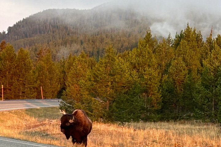 250th Celebration Yellowstone Open Air tour W/lunch and Souvenir