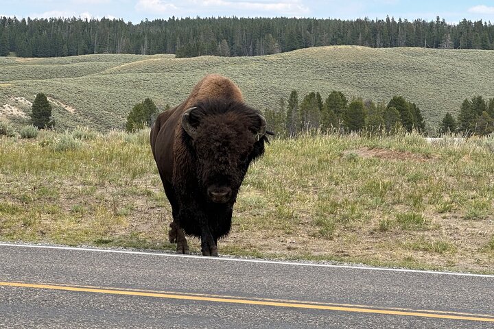 250th Celebration Yellowstone Open Air tour W/lunch and Souvenir