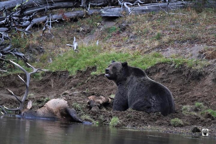250th Celebration Yellowstone Open Air tour W/lunch and Souvenir