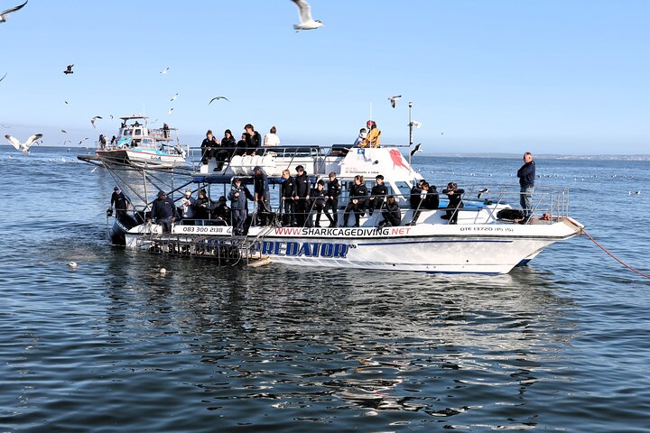 Shark Cage Diving in Gansbaai
