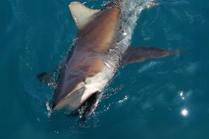 Shark Cage Diving in Gansbaai
