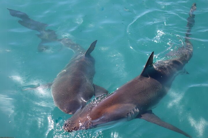 Shark Cage Diving in Gansbaai