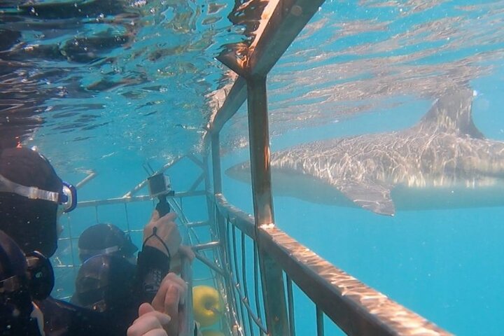 Shark Cage Diving in Gansbaai