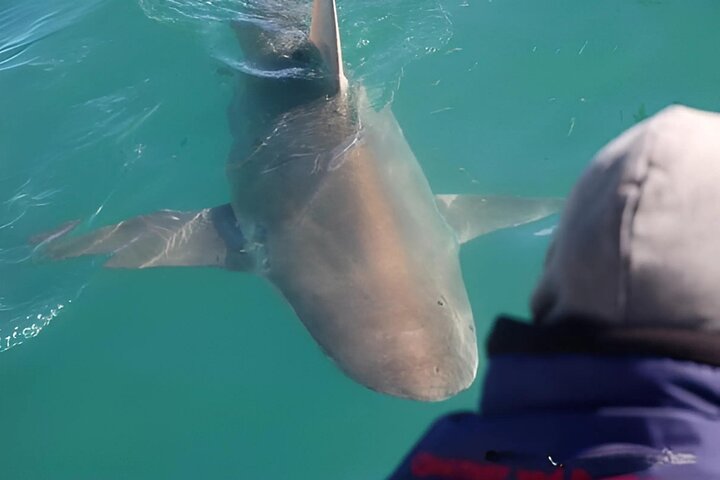 Shark Cage Diving in Gansbaai