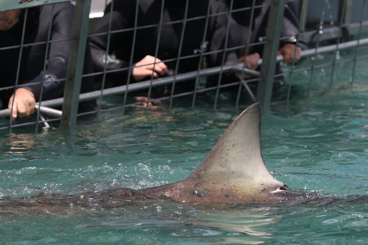 Shark Cage Diving with Return Transport from Hermanus