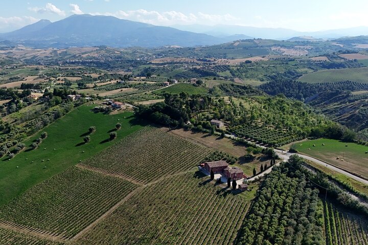 Wine & Local Flavors Tour with Tasting at Cantina D’Erasmo