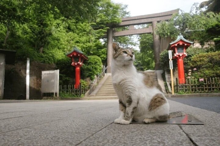 Kamakura Samurai Legends Shrines and the Great Buddha