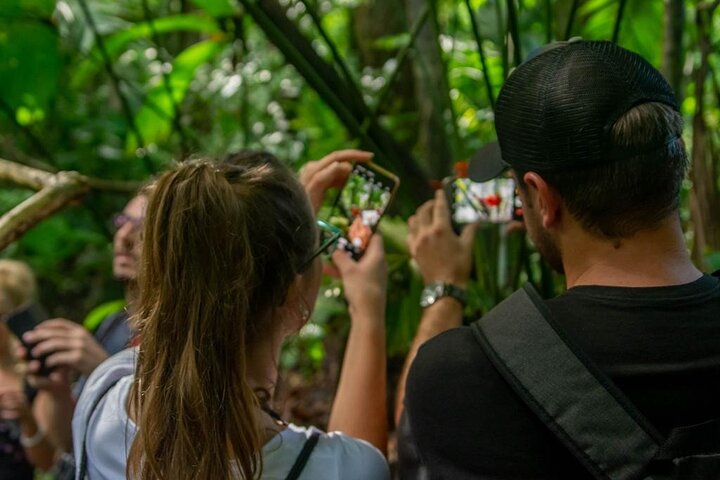 Limón Rainforest Hanging Bridges-Skywalk Tour & Tortuguero Canals