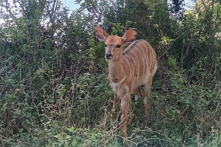 Kragga Kamma Game Park Safari Guided Tour in Port Elizabeth