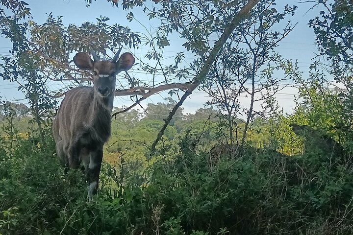 Kragga Kamma Game Park Safari Guided Tour in Port Elizabeth