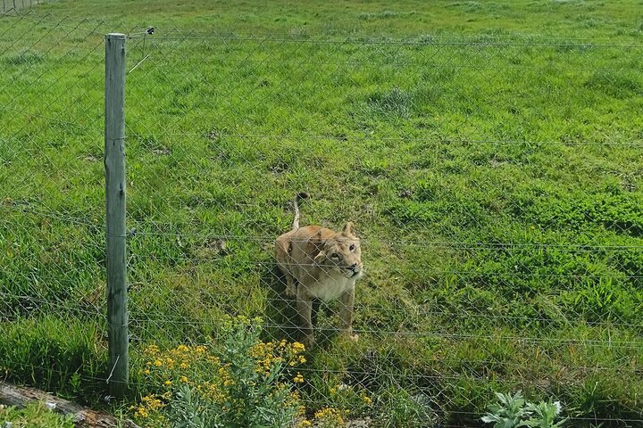 Kragga Kamma Game Park Safari Guided Tour in Port Elizabeth