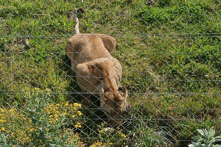 Kragga Kamma Game Park Safari Guided Tour in Port Elizabeth
