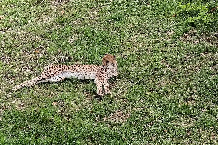 Kragga Kamma Game Park Safari Guided Tour in Port Elizabeth