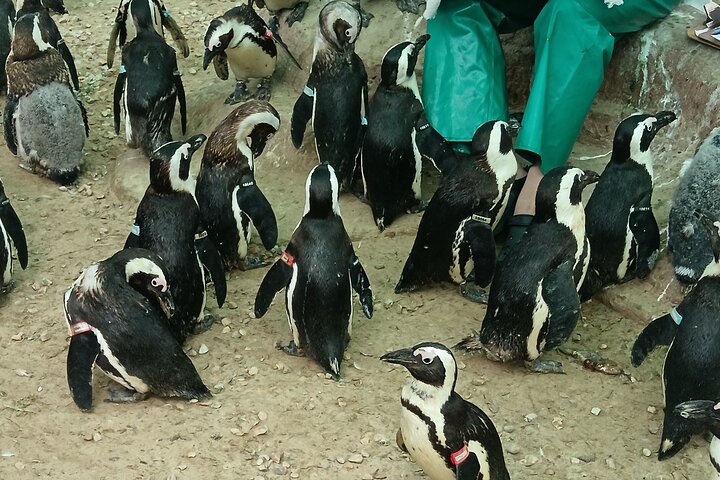 Guided Port Elizabeth Coastal Tour