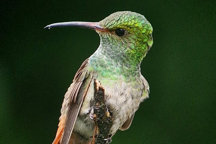 Corcovado National Park Sirena Day Tour From Puerto Jimenez
