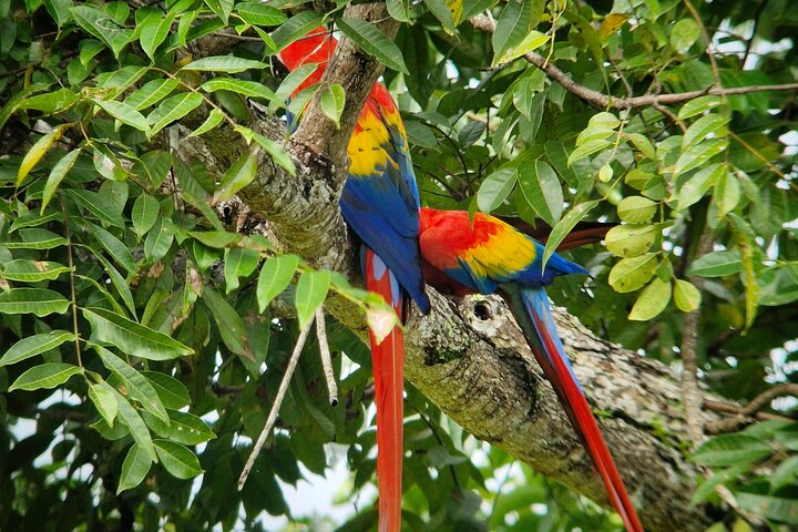 Corcovado National Park Sirena Day Tour From Puerto Jimenez