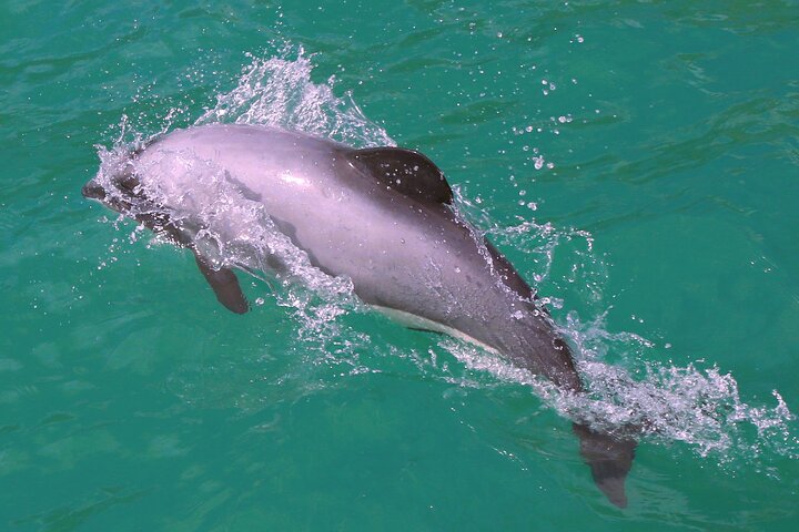 Akaroa Harbour Nature Cruise