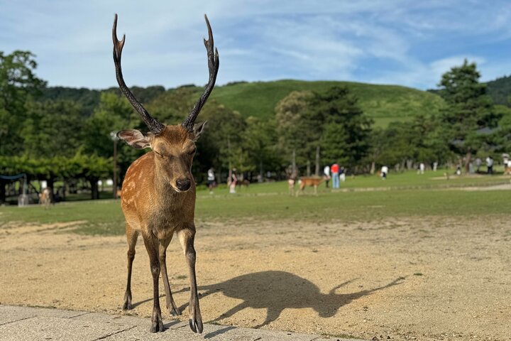 Nara: Half-Day Private Tour of 4 Must-See Spots & Deer Park