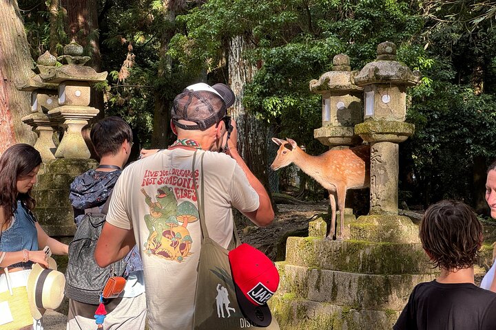 Nara: Half-Day Private Tour of 4 Must-See Spots & Deer Park