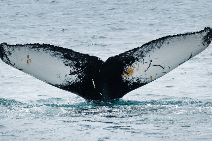 Westfjords Whale Watching
