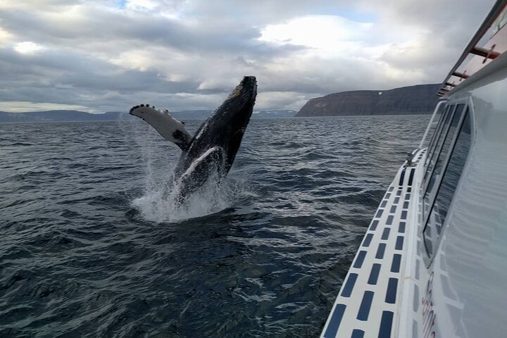 Westfjords Whale Watching