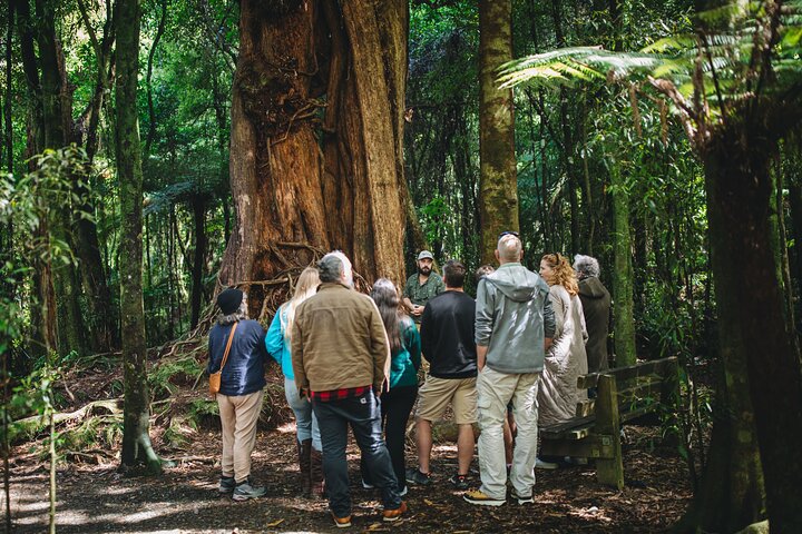Wellington's Original LOTR Experience - includes Weta and Lunch
