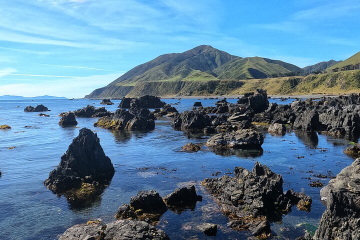 Seal Coast Safari - Exclusive access to Wellington's secret coast