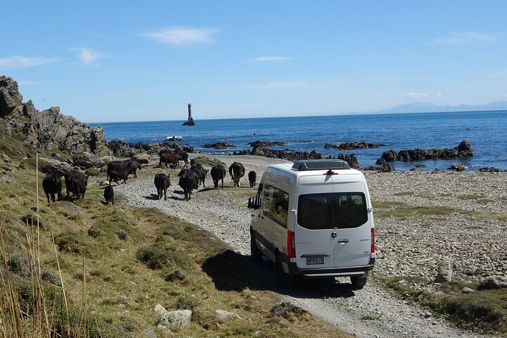 Seal Coast Safari - Exclusive access to Wellington's secret coast