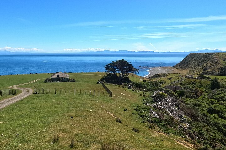 Seal Coast Safari - Exclusive access to Wellington's secret coast
