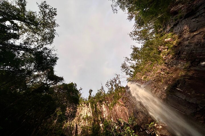 Glow-worms, Waterfalls & Rainforest Experience
