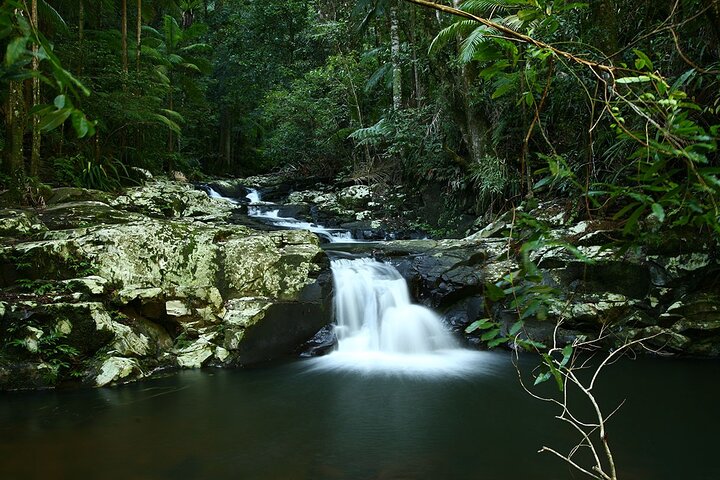 Glow-worms, Waterfalls & Rainforest Experience