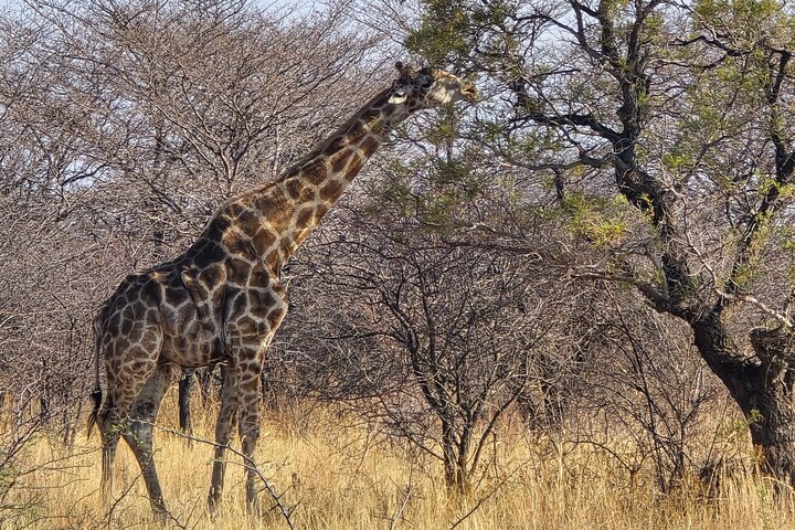 Safari Game Drive: Dinokeng Game Reserve