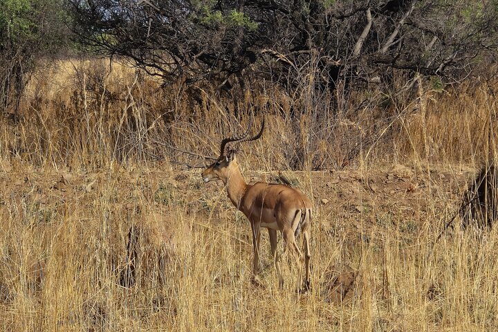 Safari Game Drive: Dinokeng Game Reserve