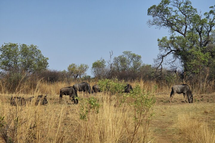 Safari Game Drive: Dinokeng Game Reserve